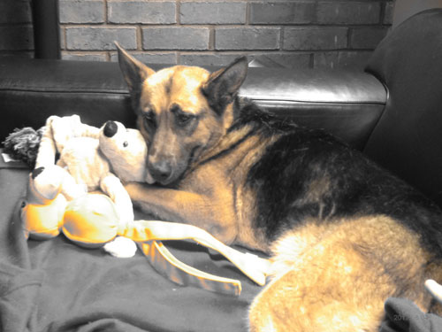 ella a very traumatised german shepherd