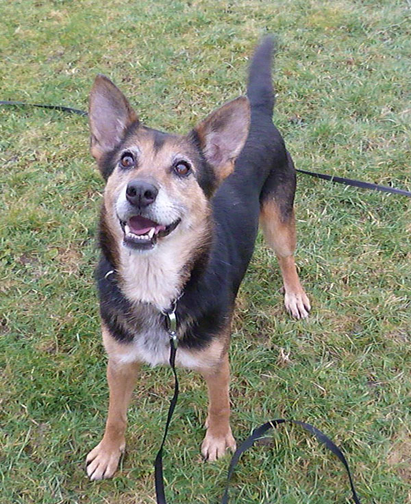 Yasmin the gsd cross is a lovely gentle lady