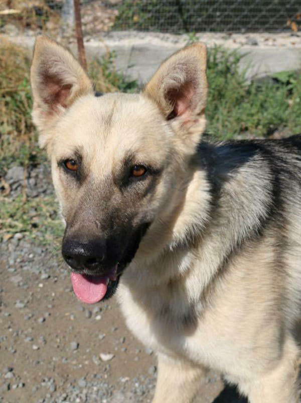 zac young gsd has such a lovely face