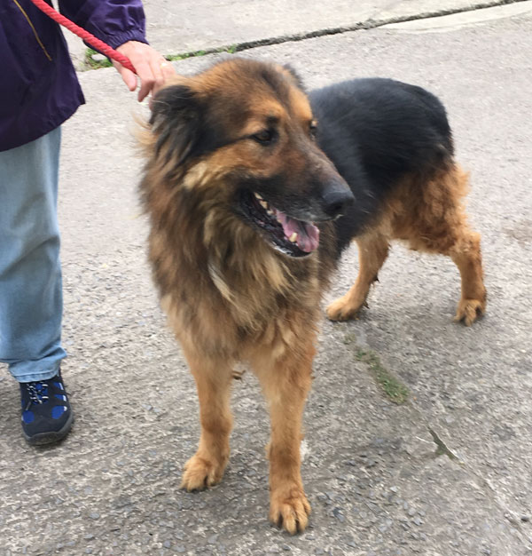 Zappo, lovely gentle gsd desperate for a home