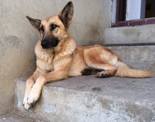 Zara the rescue gsd really is a pretty girl and so deserving of a good home