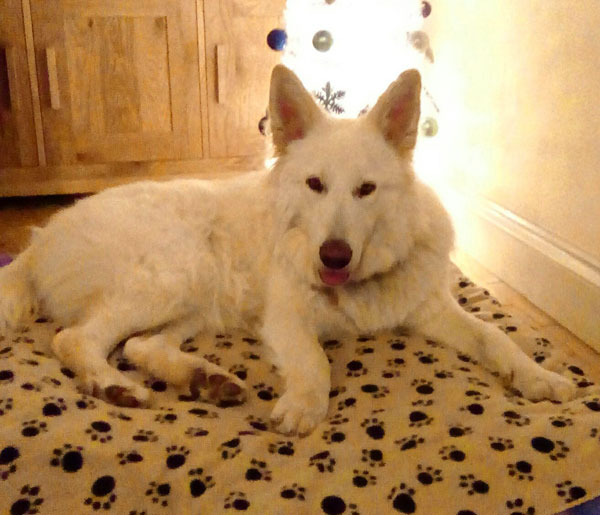 zara the white german shepherd loves her big bed