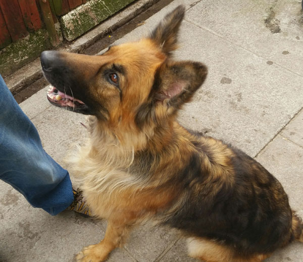 Zeta the gsd is such a pretty girl