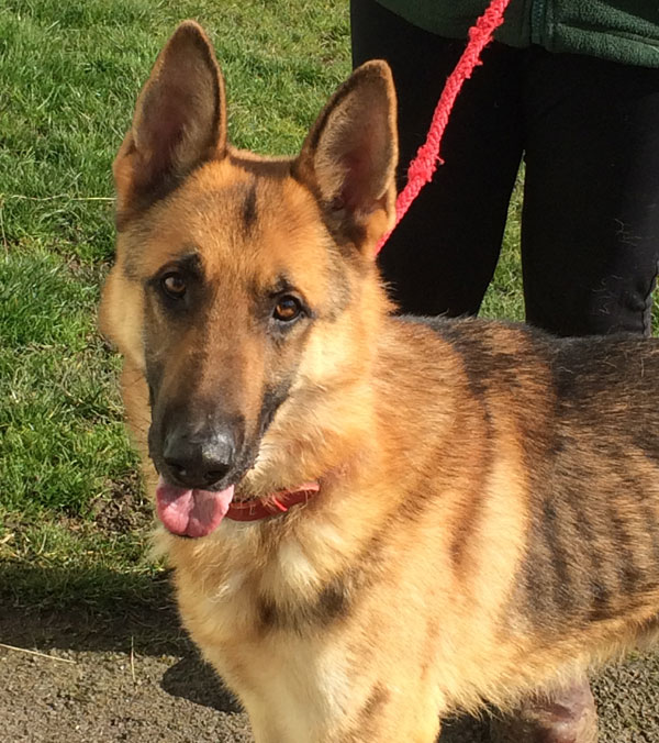 handsome zeus a young german shepherd that needs basic training