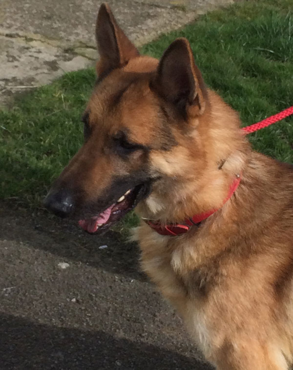 Zeus young gsd needs an owner prepared to devote some time to him