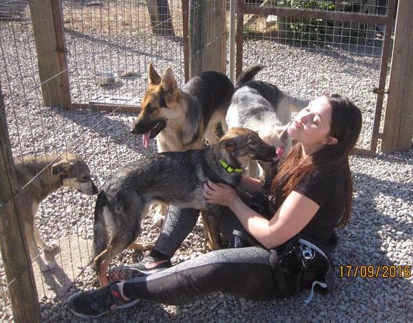 Zita the GSD puppy day she arrived meeting some of the gang.