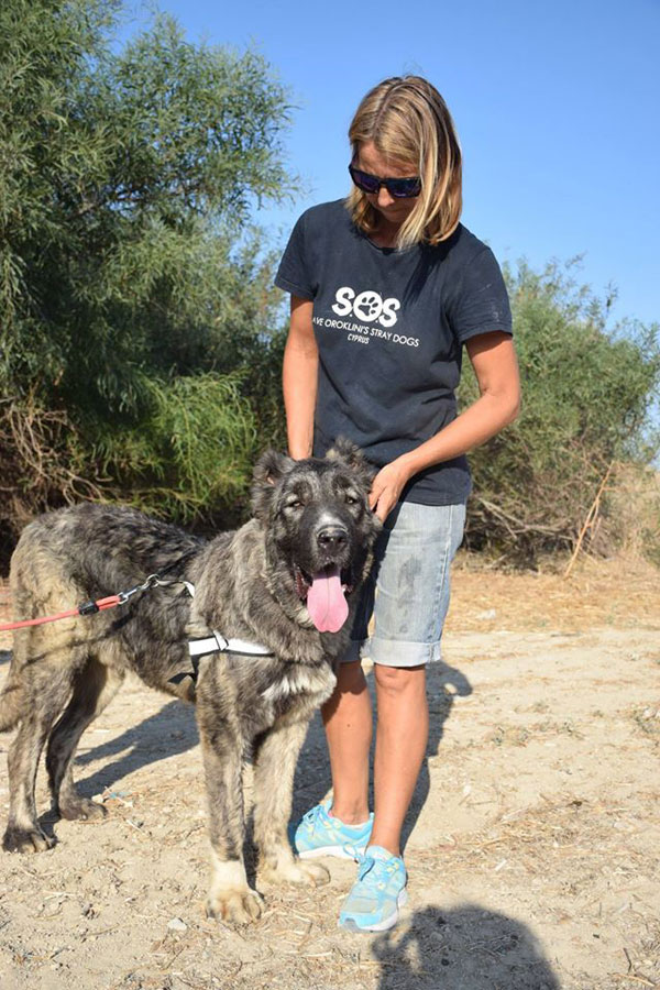 Zoltan the caucasian shepherd is lucky to have been rescued