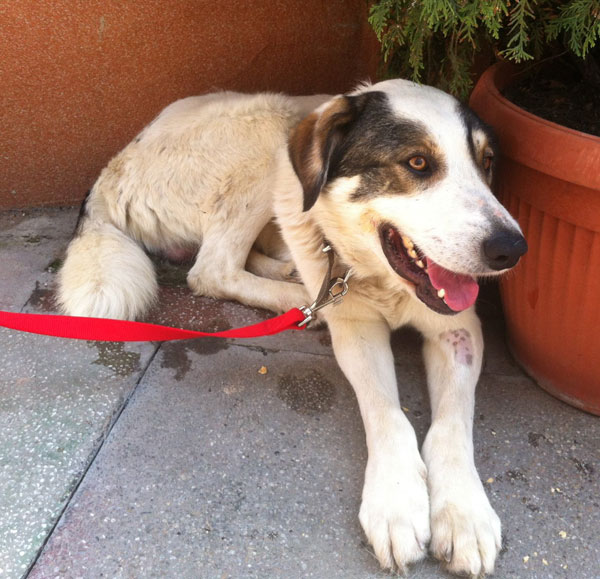 Zorrothe gsd cross  is such a handsome dog