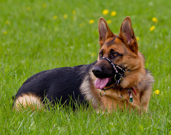 german shepherd lying down catching his breath