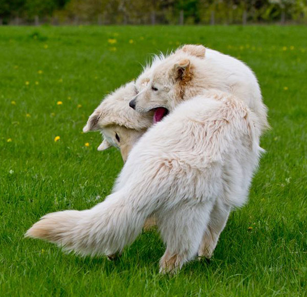 2 white german shepherds playing on the gsdr walk