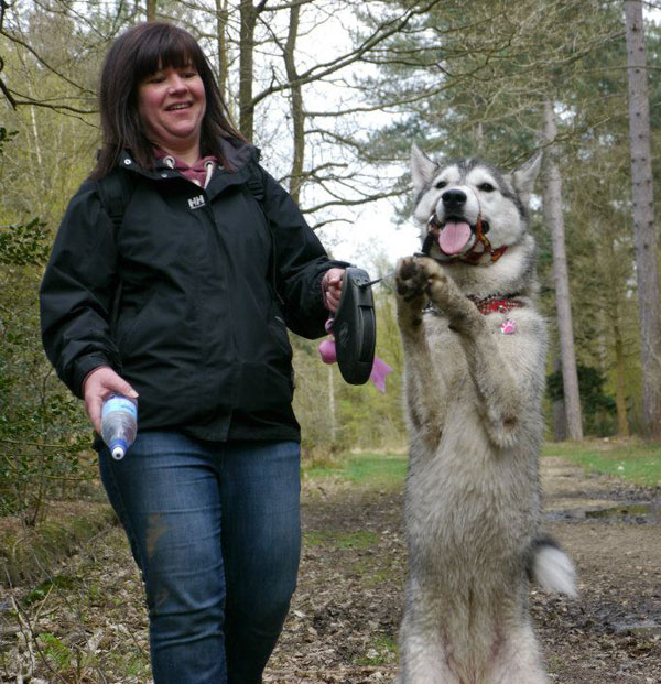 husky raring to go