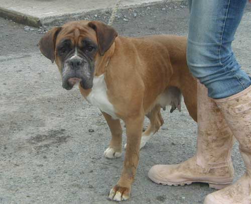 boxer dog