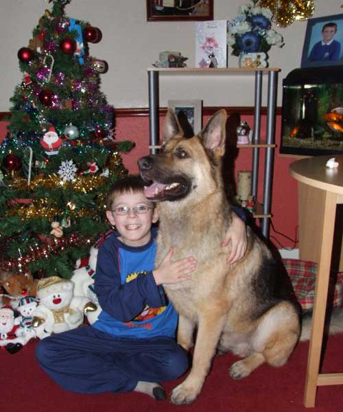 broxy the gsd enjoying xmas