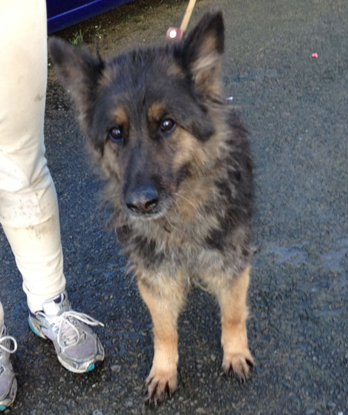 10 year old german shepherd being kept in appalling conditions