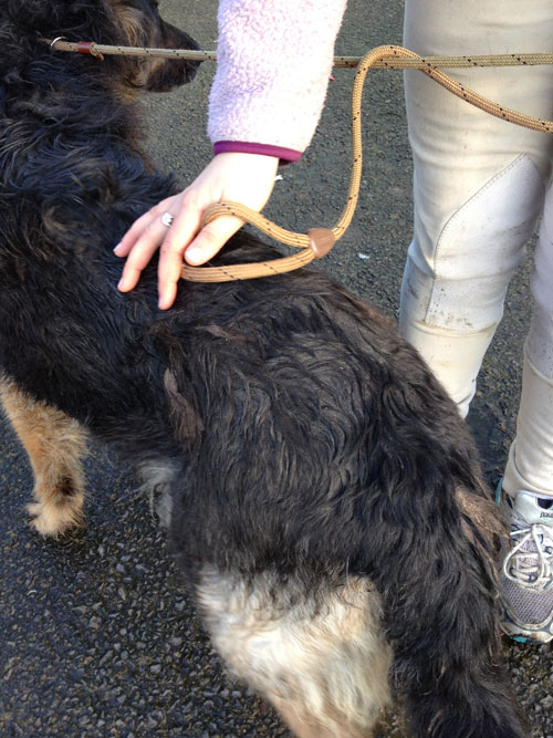 filthy german shepherd after one bath