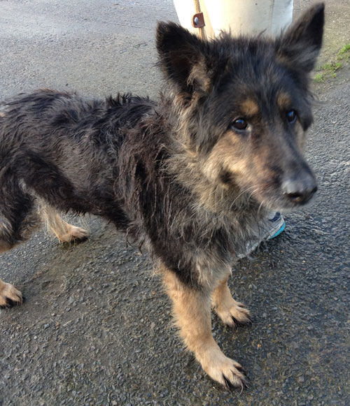 old german shepherd after a good bath