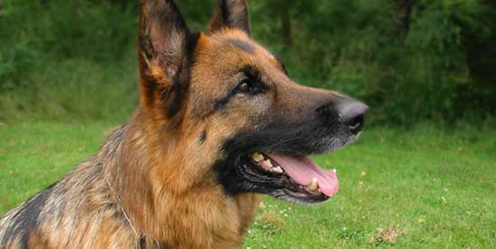 German Shepherd