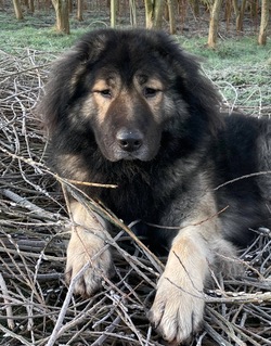 Goliath a Caucasian Shepherd