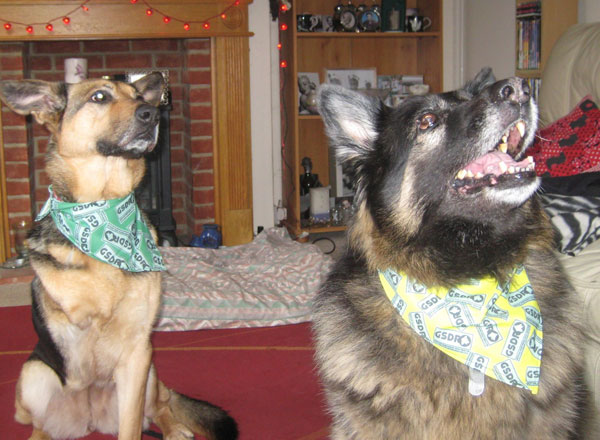 The very popular GSDR bandanas