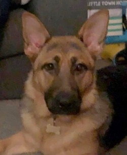 Young GSD dead within 2 hours of being adopted