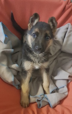 Puppy Smuggled In Hand Luggage