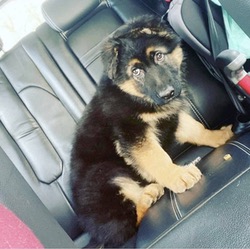 Nova GSD Puppy Killed By Lepto 4 Vaccine