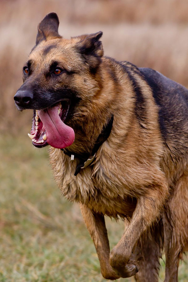 german shepherd on a gsdr walk