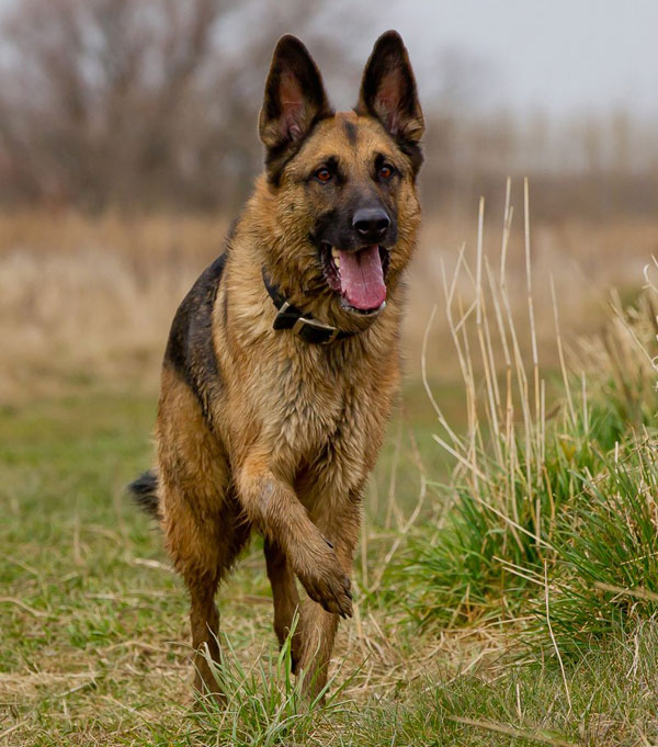 german shepherd enjoying a long country walk