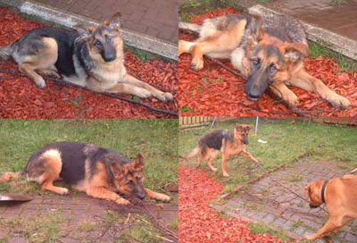 rusty the GSD puppy rescued from a puppy farm