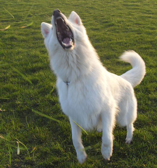 chalky white german shepherd