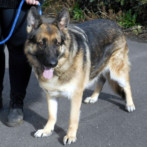 Skye - Cambridgeshire