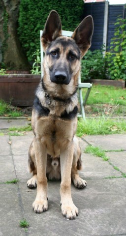 German shepherd cheap rescue midlands