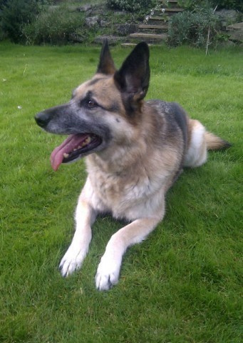 Pheobe - Shropshire