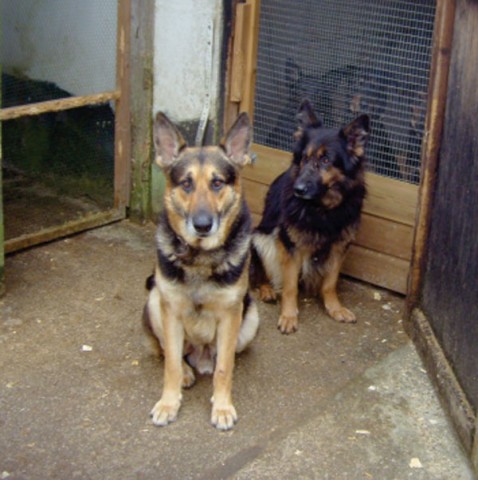 Teagan & Weasley - Cornwall