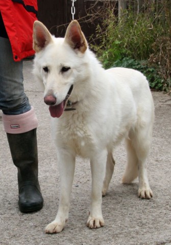 Charlie - North Yorkshire