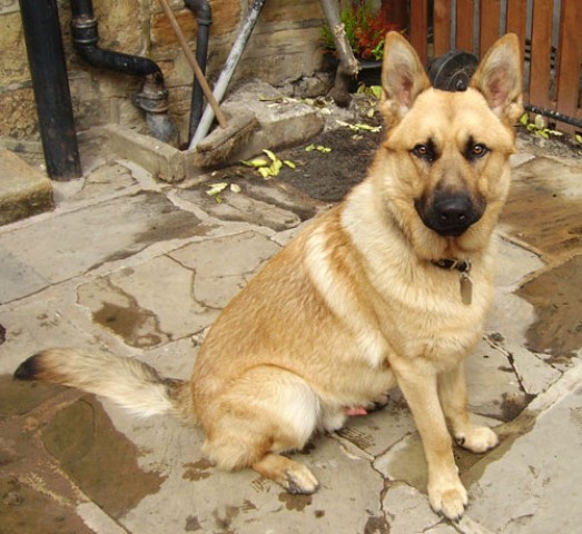 Diego - West Yorkshire