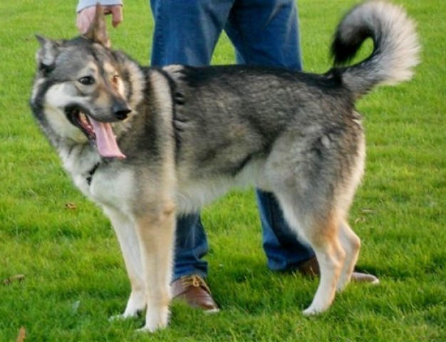 Harley - Lancashire