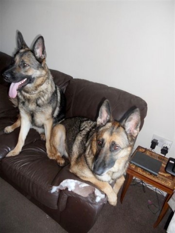 Lola & Brandy - Lancashire