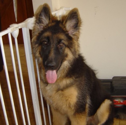 German shepherd hot sale adoption