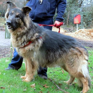 Basil with RSPCA Leicester