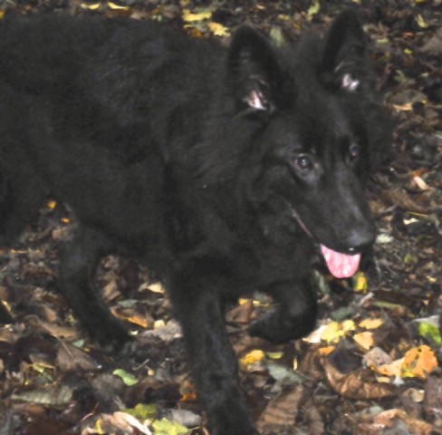 Merlin - Coventry