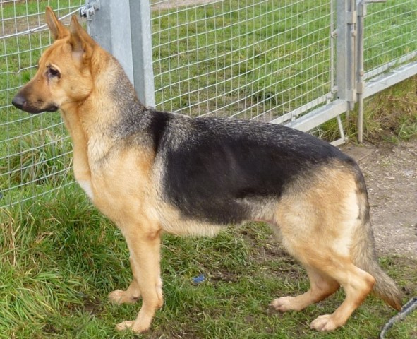 Sasha - Cumbria