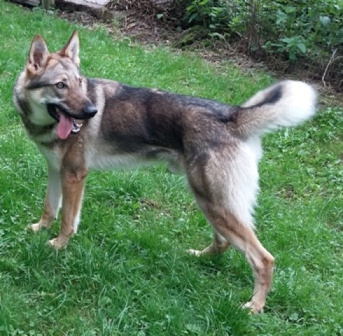 Czechoslovakian wolfdog hot sale adoption