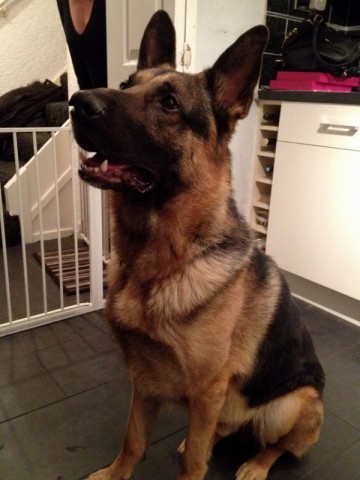 German shepherd cheap rescue midlands