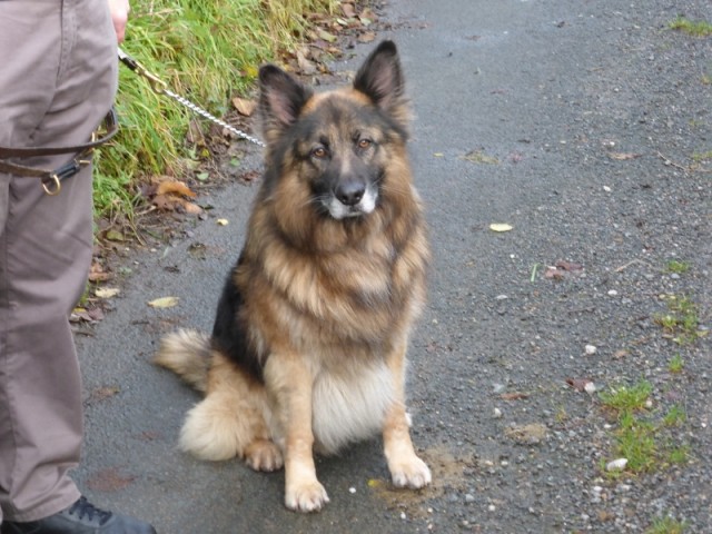 Toby - Cumbria