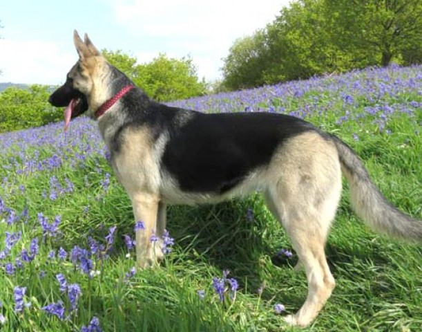 Zena - North Yorkshire