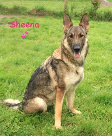 German shepherd hot sale rescue west yorkshire