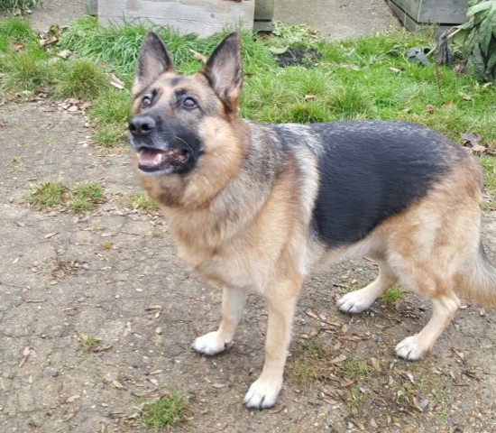 URGENT! German Shepherd Dog Senna in Kennels LONDON @ GSDR