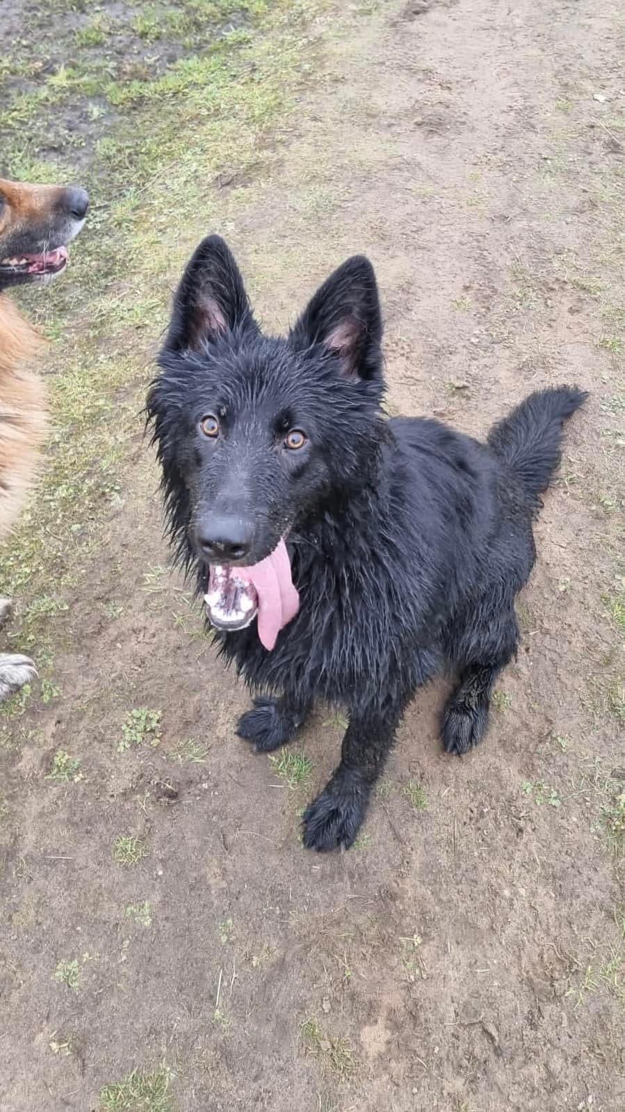 Ted - West Yorkshire