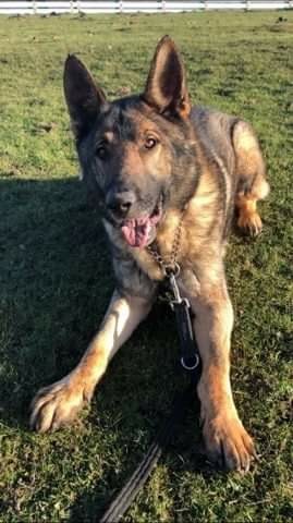 gsd rescue north east